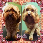 Business 4 image PUPPY LOVE VIC Pet Care Services in Northcote VIC