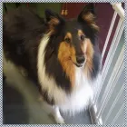 Business 5 image PUPPY LOVE VIC Pet Care Services in Northcote VIC