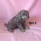 Business 1 image PUPPY PALACE spoodle dog in Underwood QLD