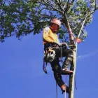 Business 1 image RANGEVIEW TREE SERVICES Tree & Stump Removal Services in Ringwood VIC