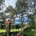 Business 2 image RANGEVIEW TREE SERVICES Tree & Stump Removal Services in Ringwood VIC