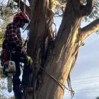 Business 3 image RANGEVIEW TREE SERVICES Tree & Stump Removal Services in Ringwood VIC