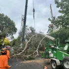 Business 4 image RANGEVIEW TREE SERVICES Tree & Stump Removal Services in Ringwood VIC