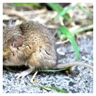 Business 1 image RATS REMOVAL MELBOURNE Pest Control in Melbourne VIC