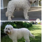 Business 3 image RATTY TO REGAL Ratty to Regal in Bicton WA