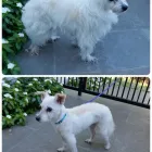 Business 4 image RATTY TO REGAL Ratty to Regal in Bicton WA