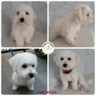 Business 6 image RATTY TO REGAL Ratty to Regal in Bicton WA