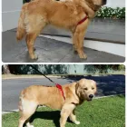 Business 8 image RATTY TO REGAL Ratty to Regal in Bicton WA