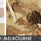 Business 4 image REAL PEST CONTROL Pest Management in Melbourne VIC