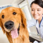 Business 1 image REDGUM VET & PET BOARDING Veterinary Animal Clinics & Hospitals in Port Augusta SA