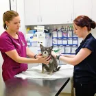Business 2 image REDGUM VET & PET BOARDING Veterinary Animal Clinics & Hospitals in Port Augusta SA