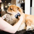 Business 3 image REDGUM VET & PET BOARDING Veterinary Animal Clinics & Hospitals in Port Augusta SA