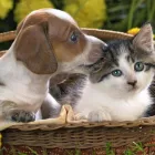 Business 4 image REDGUM VET & PET BOARDING Veterinary Animal Clinics & Hospitals in Port Augusta SA