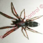 Business 8 image REDLINE PEST CONTROL Termite Control in Blacktown NSW