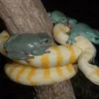 Business 1 image REPTILE PARTY Wildlife Shows in Melbourne VIC