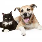 Business 4 image RILTEN KENNELS Pet Care in Melbourne VIC