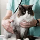 Business 4 image RINGWOOD VET HOSPITAL in Ringwood VIC