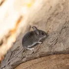 Business 1 image RIP RODENT CONTROL ADELAIDE Pest Control in Holden Hill SA