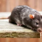 Business 2 image RIP RODENT CONTROL ADELAIDE Pest Control in Holden Hill SA