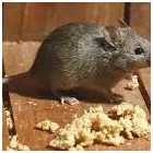 Business 3 image RIP RODENT CONTROL ADELAIDE Pest Control in Holden Hill SA