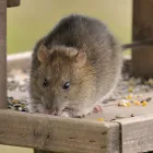 Business 4 image RIP RODENT CONTROL ADELAIDE Pest Control in Holden Hill SA