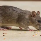 Business 1 image RIP RODENT CONTROL MELBOURNE Pest Control in Melbourne VIC