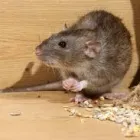 Business 1 image RODENT CONTROL CANBERRA Pest Control in Monash ACT