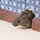 Business 2 image RODENT CONTROL CANBERRA Pest Control in Monash ACT