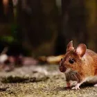 Business 3 image RODENT CONTROL CANBERRA Pest Control in Monash ACT