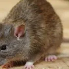 Business 1 image RODENT CONTROL HOBART Pest Solutions in Hobart TAS
