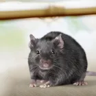 Business 1 image RODENT CONTROL SERVICE SYDNEY Pest Control in Sydney NSW