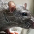 Business 1 image RODENT CONTROL SYDNEY Pest Solutions in Sydney NSW