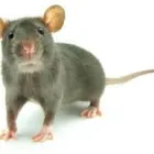 Business 1 image RODENT PEST CONTROL ADELAIDE Pest Control in Adelaide SA