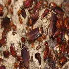 Business 3 image RODENT PEST CONTROL - BUG FREE PEST CONTROL Pest Control in Yagoona NSW