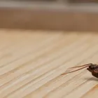 Business 5 image RODENT PEST CONTROL - BUG FREE PEST CONTROL Pest Control in Yagoona NSW