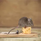 Business 2 image RODENT TREATMENT PERTH Pest Control in Perth WA