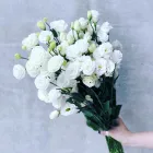 Business 1 image ROSE&CO Florists-Retail in Sydney NSW