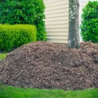 Business 2 image RV TREE CARE Tree Felling & Stump Removal in Palmerston NT