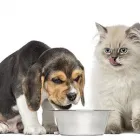 Business 1 image SALPET Pet Supplies & Pet Food in Ashwood VIC