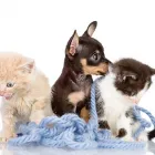 Business 3 image SALPET Pet Supplies & Pet Food in Ashwood VIC