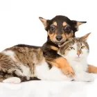 Business 4 image SALPET Pet Supplies & Pet Food in Ashwood VIC