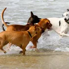 Business 5 image SALPET Pet Supplies & Pet Food in Ashwood VIC