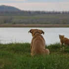 Business 9 image SALPET Pet Supplies & Pet Food in Ashwood VIC