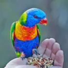 Business 7 image SAPPHIRE CARAVAN PARK Caravan Parks in Sapphire QLD