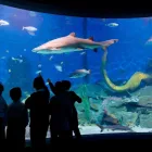 Business 1 image SEA LIFE MELBOURNE AQUARIUM what's on Melbourne in Melbourne VIC