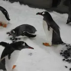 Business 3 image SEA LIFE MELBOURNE AQUARIUM what's on Melbourne in Melbourne VIC