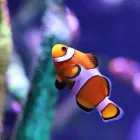 Business 4 image SEA LIFE MELBOURNE AQUARIUM what's on Melbourne in Melbourne VIC