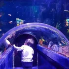 Business 5 image SEA LIFE MELBOURNE AQUARIUM what's on Melbourne in Melbourne VIC