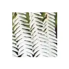 Business 4 image SEASONS FUNERALS Funerals in Belmont WA