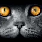 Business 3 image SEO WEB LOGISTICS Online Marketing in Hobart TAS